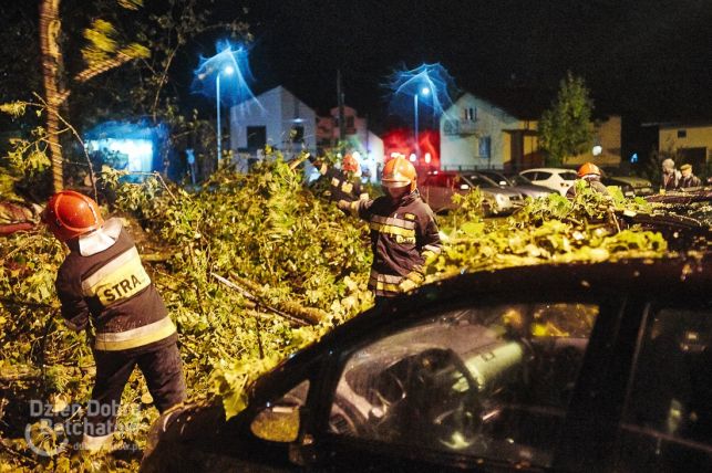 Potężne drzewo runęło na zaparkowane auta w centrum Bełchatowa [FOTO] - Zdjęcie główne