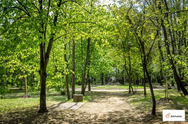 Wytną aż 70 suchych drzew w bełchatowskim parku. Co jeszcze planuje magistrat?  - Zdjęcie główne