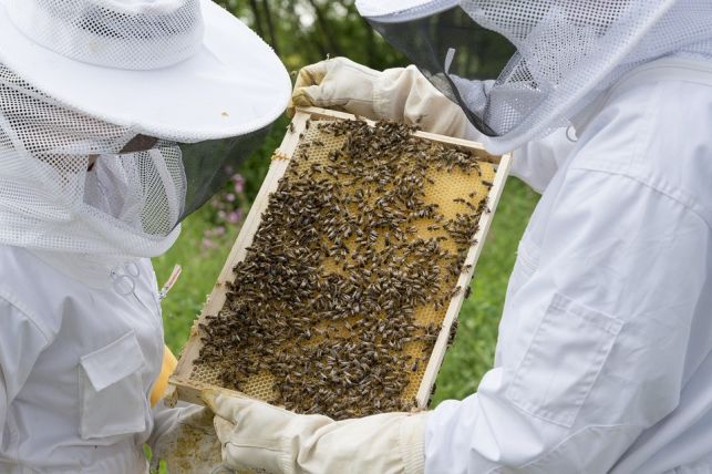 Bełchatowscy pszczelarze mają nowy zarząd - Zdjęcie główne
