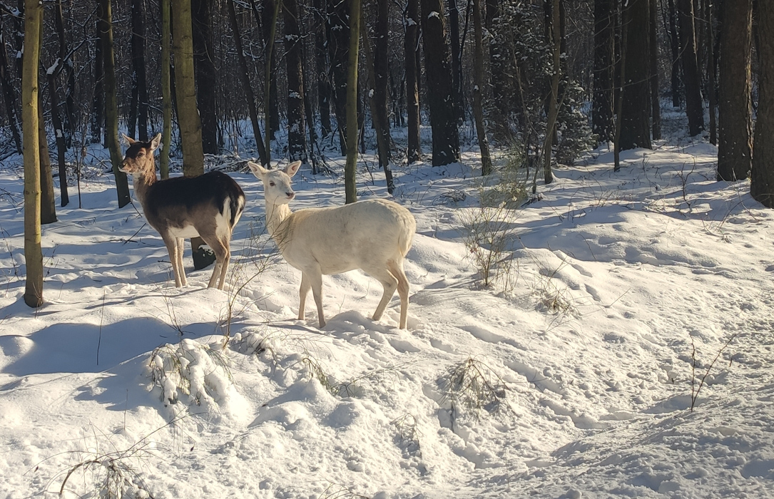 Niezwykłe zwierzę w lesie koło Bełchatowa. Taki okaz rodzi się raz na kilka lat! [FOTO] - Zdjęcie główne