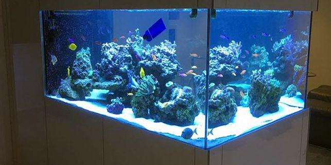Oświetlenie akwarium - Zdjęcie główne