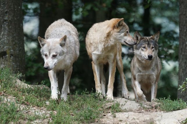 Wilki w lasach województwa łódzkiego. Czy spotkamy je również w okolicach Bełchatowa?  - Zdjęcie główne