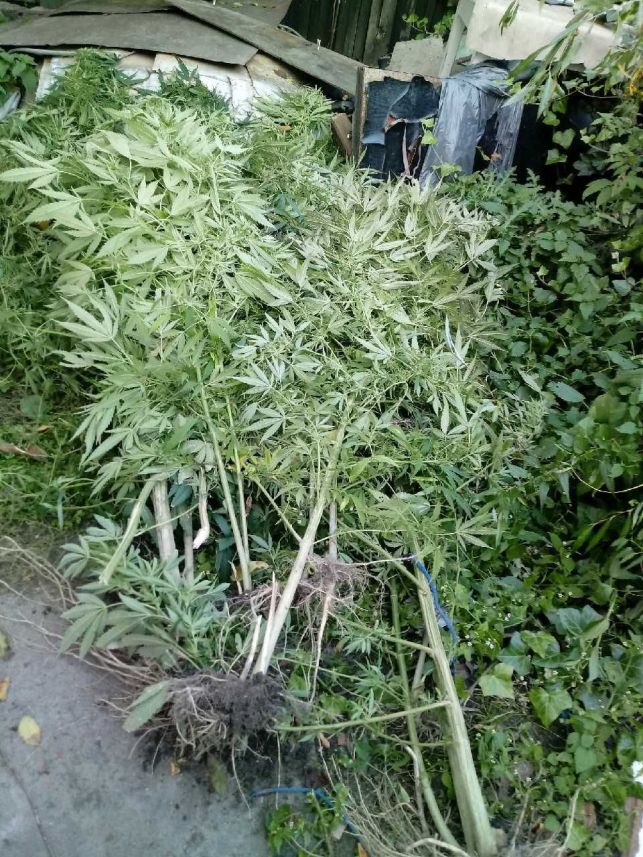 Mieszkaniec powiatu bełchatowskiego złapany z kilogramem marihuany [FOTO] - Zdjęcie główne