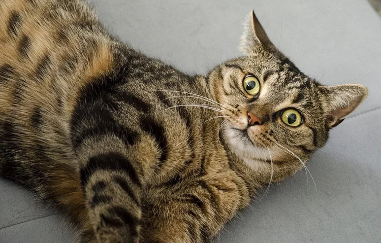 Kot domowy uznany za zwierzę inwazyjne, które trzeba rejestrować?. Media mówią o milionowych karach - Zdjęcie główne