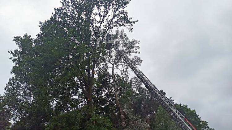 Połamane drzewa stwarzały zagrożenie. Strażacy musieli rozłożyć drabinę [FOTO] - Zdjęcie główne