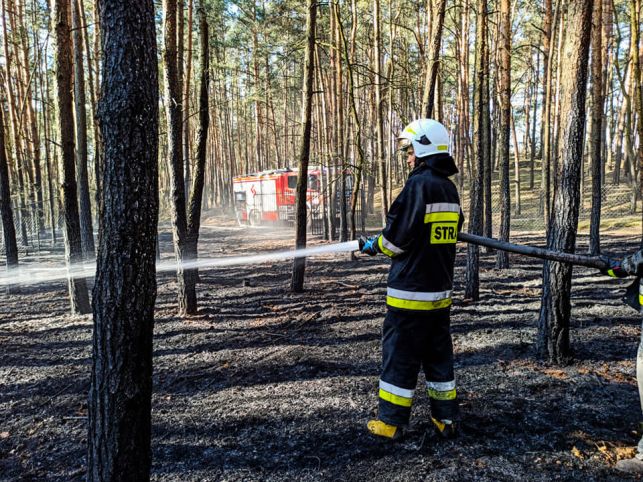Pięć zastępów strażaków gasiło pożar lasu. Zagrożone były domki letniskowe [FOTO] - Zdjęcie główne