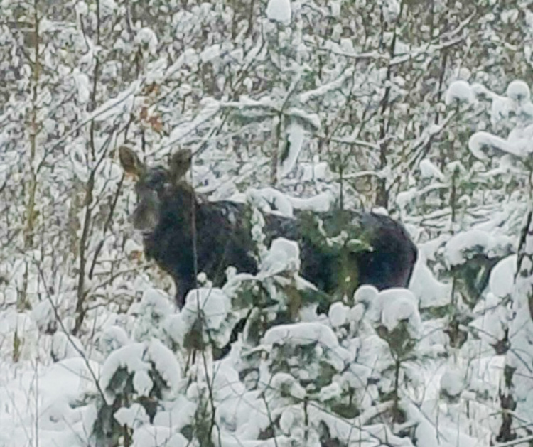 Niespodziewany ''gość'' w podbełchatowskich lasach. Te zwierzęta rzadko pojawiają się w regionie  - Zdjęcie główne