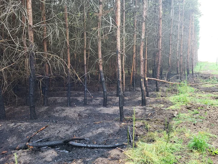Zerwana linia energetyczna przyczyną pożaru lasu. Strażacy walczyli z ogniem [FOTO] - Zdjęcie główne
