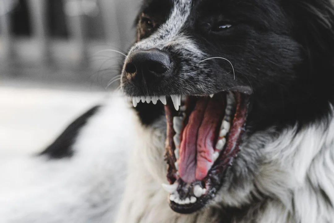 Sfora zdziczałych psów coraz bliżej Bełchatowa? Niepokojące doniesienia od czytelniczki - Zdjęcie główne