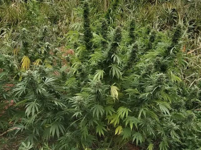 11 kilogramów marihuany przejęli kryminalni z Bełchatowa [FOTO] - Zdjęcie główne
