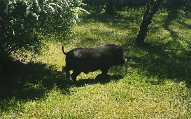 Świnka spaceruje koło szkoły. Mieszkanka: kto zajmie się zwierzęciem? [FOTO,VIDEO] - Zdjęcie główne