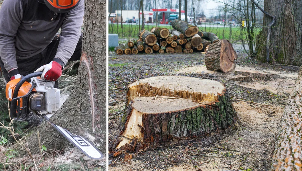 Wycinają drzewa w bełchatowskim parku. ''Krajobraz jak z tartaku'' [FOTO] - Zdjęcie główne