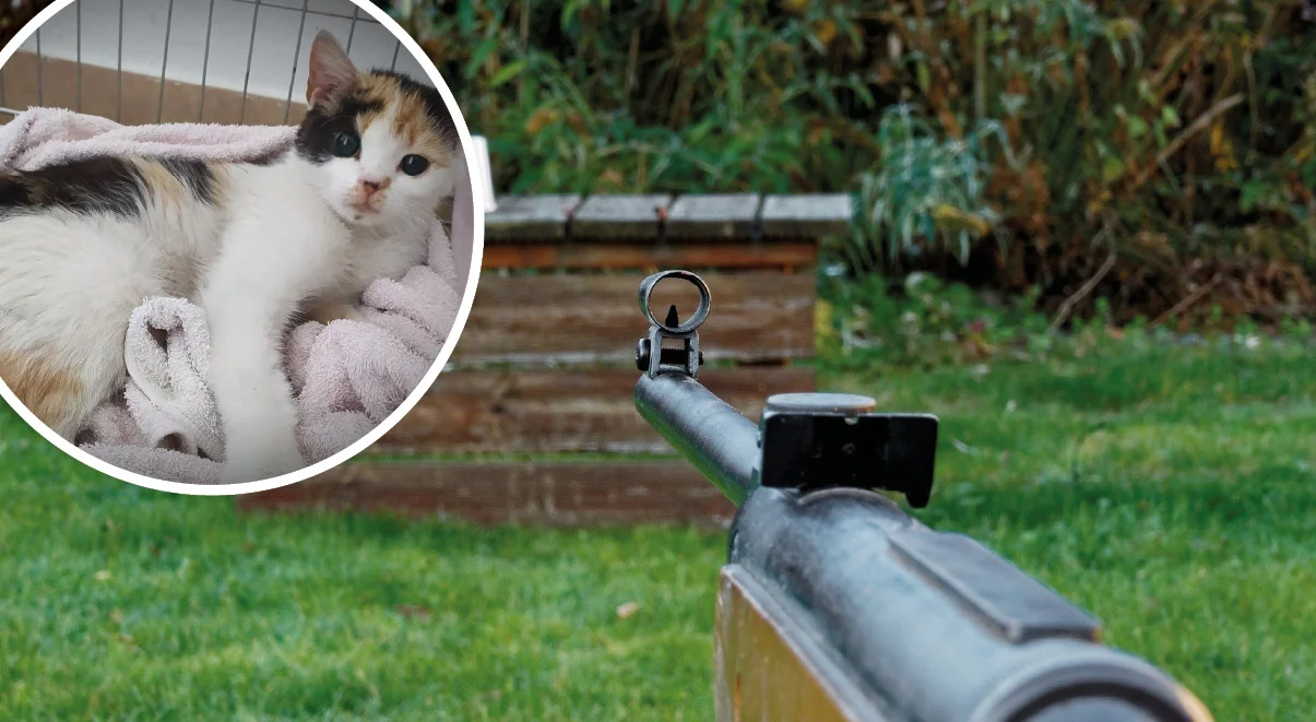 „Kot był jak tarcza strzelnicza”. Kto poluje na zwierzęta w okolicach Bełchatowa? - Zdjęcie główne