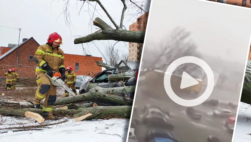 Wiatr wyrywa drzewo z korzeniami na Dolnośląskim. W sieci krąży nagranie z wichury [VIDEO] - Zdjęcie główne