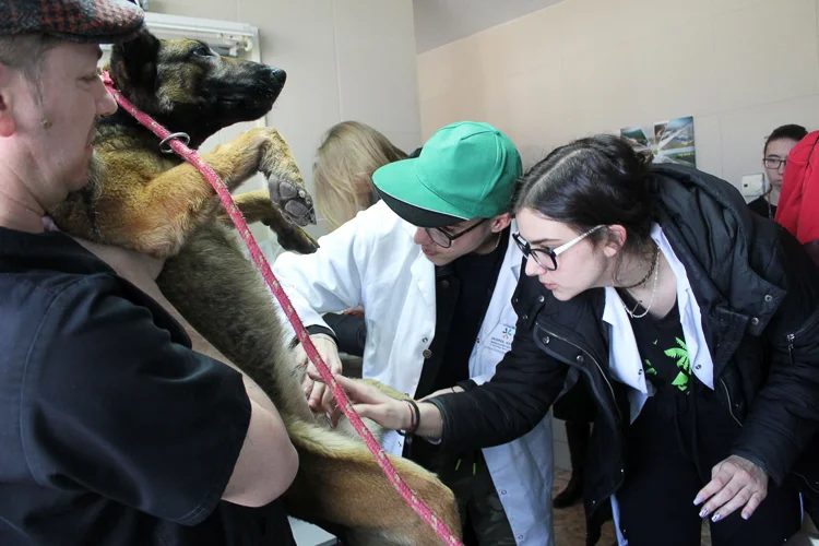 Uczniowie w bełchatowskim schronisku. Opiekowali się kotem z połamaną szczęką [FOTO] - Zdjęcie główne