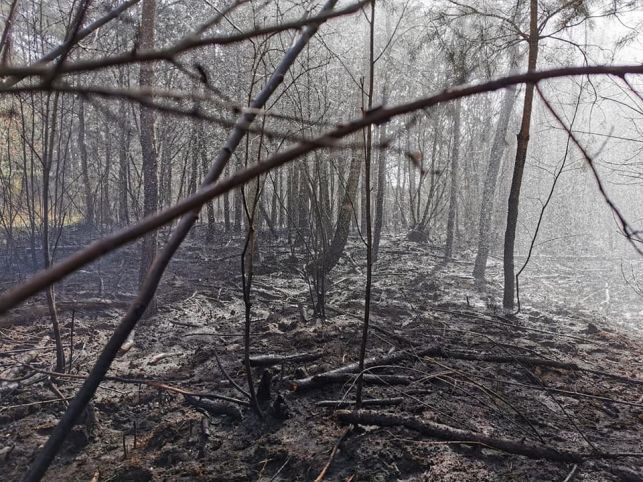 Lasy wokół Bełchatowa płoną częściej niż zwykle. ''Ściółka sucha jak pieprz, zagrożenie jest ogromne'' - Zdjęcie główne