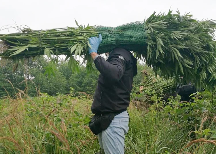 Zlikwidowano plantację marihuany w powiecie bełchatowskim. Policjanci pokazali, jak wysokie były krzaki [FOTO] - Zdjęcie główne