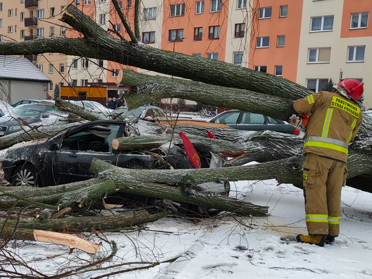 Burza śnieżna nad Bełchatowem. Drzewa łamało jak zapałki, uszkodzony dach na bloku [FOTO] - Zdjęcie główne
