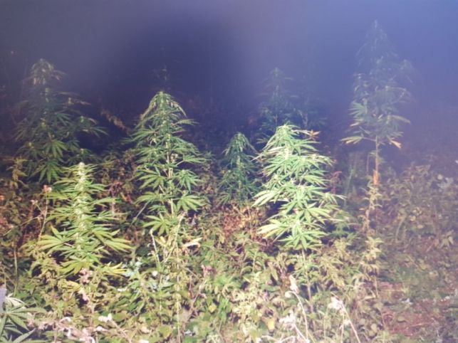 Policjanci z powiatu bełchatowskiego w dniu wolnym od pracy znaleźli plantację marihuany - Zdjęcie główne