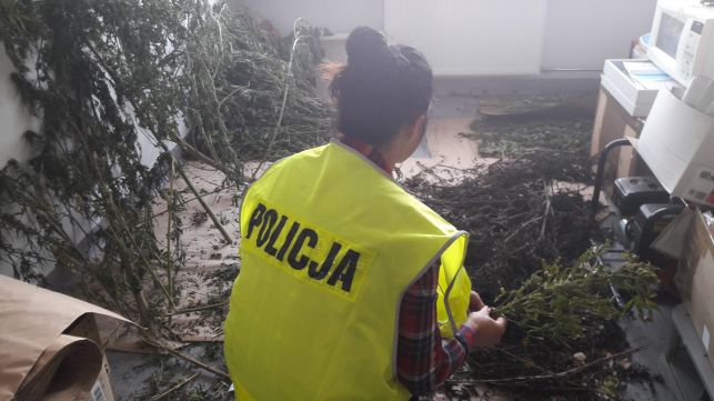 Plantacja marihuany nad Zalewem Cieszanowickim. Policjantom pozostaje jedno ważne pytanie... - Zdjęcie główne