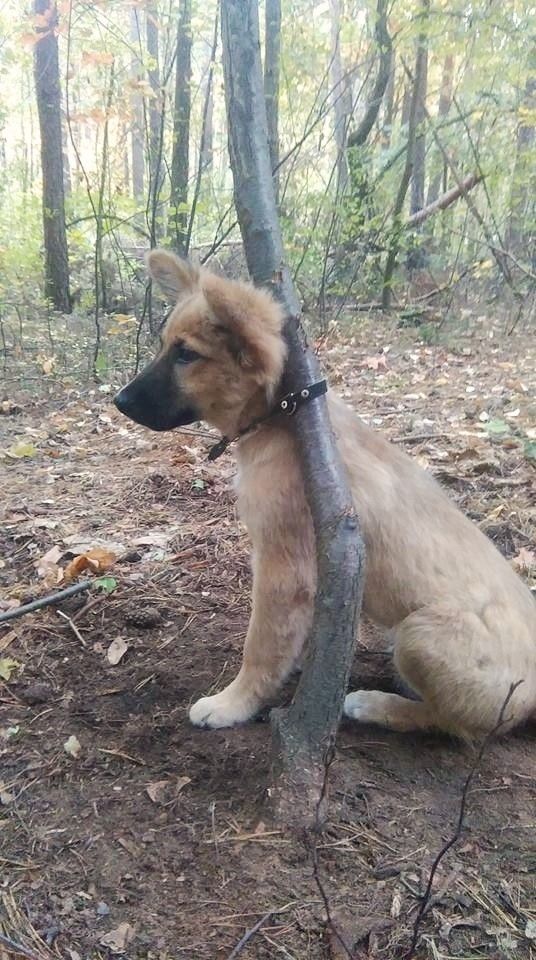 Przywiązał słodkiego szczeniaka w lesie i zostawił na pewną śmierć. Wiadomo już kim jest właściciel psa [AKTUALIZACJA] - Zdjęcie główne