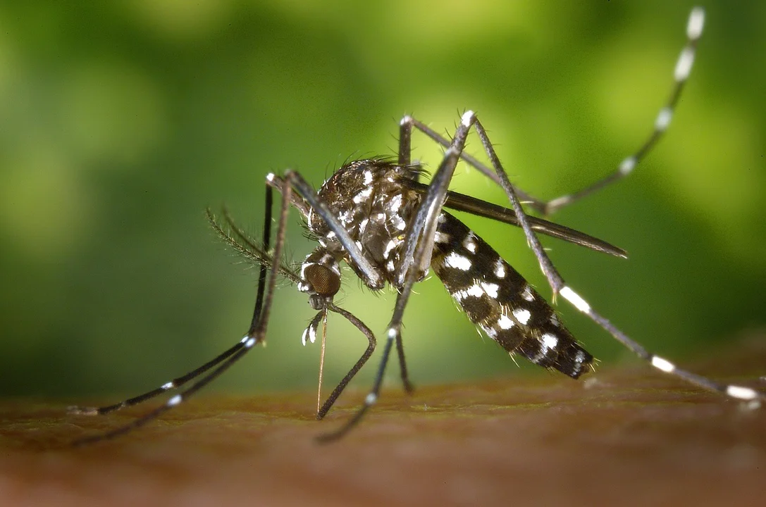 Dlaczego warto korzystać z profesjonalistów w zakresie zwalczania komarów? - Zdjęcie główne