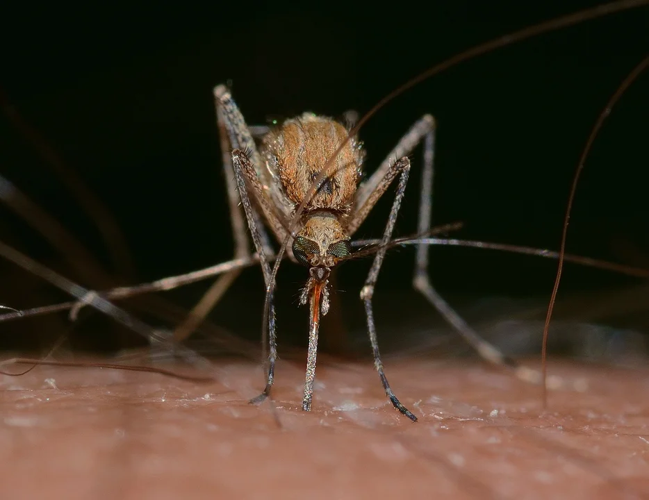 Jak skutecznie zwalczać komary? - Zdjęcie główne