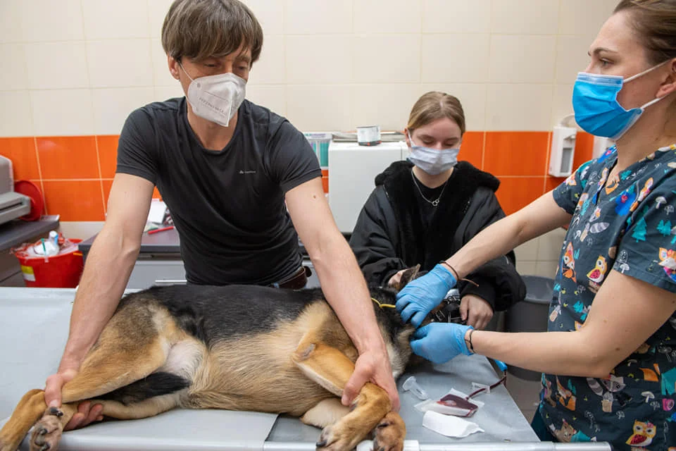 Psy i koty, które ratują życie! Akcja krwiodawstwa w Czterech Łapach w Łodzi - Zdjęcie główne