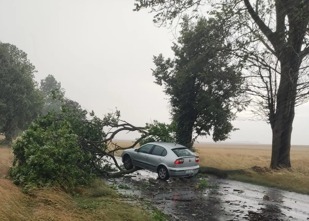Drzewo spadło wprost przed nadjeżdżające auto. IMGW ostrzega przed kolejnymi burzami [ZDJĘCIA] - Zdjęcie główne