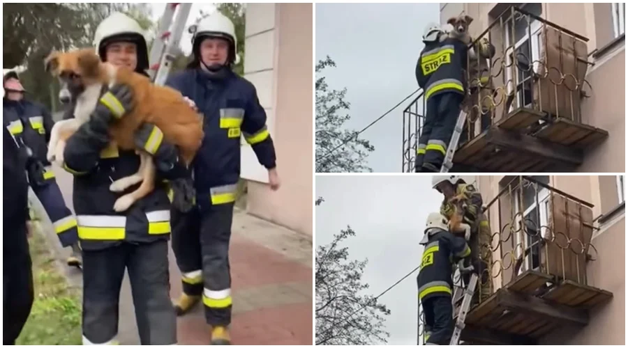 Pies zamknięty na balkonie, akcja służb pod Kutnem. "Była tam więziona, mogła umrzeć z głodu" [WIDEO] - Zdjęcie główne