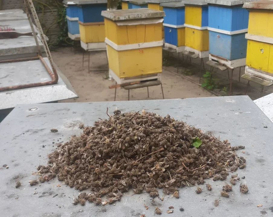 Setki tysięcy padniętych pszczół na południu Wielkopolski. Trwa śledztwo. Co grozi sprawcy? - Zdjęcie główne