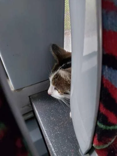 Zostawił kota w autobusie
