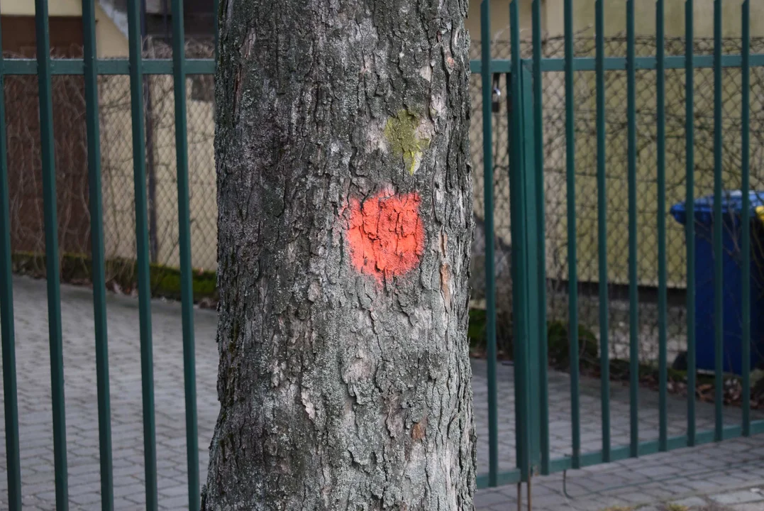 Z ulicy Fijałkowskiego w Zgierzu  znikną drzewa