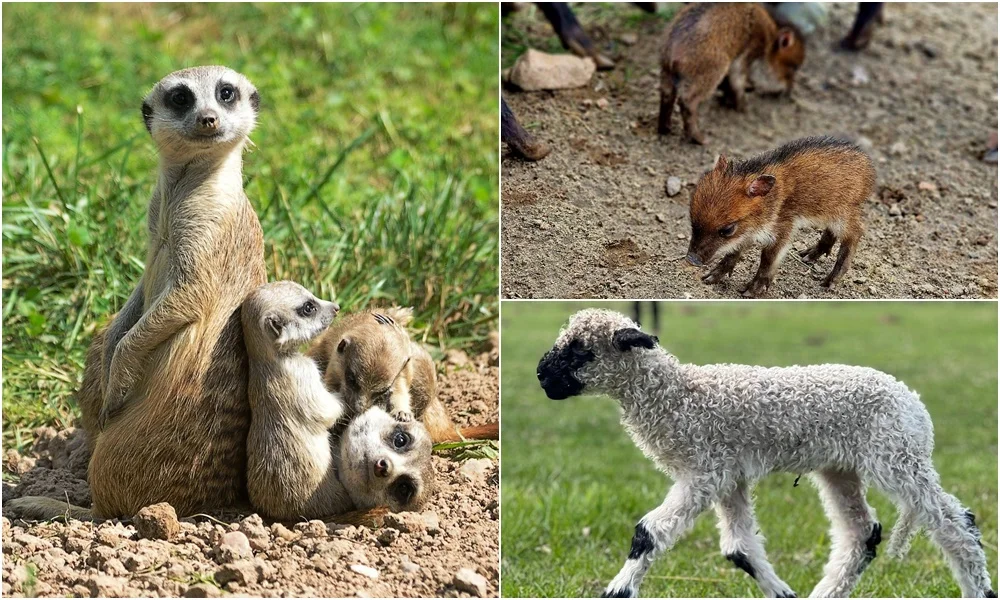 Wiosenne baby boom w popularnym zoo w regionie! Maleństwa są już na wybiegu [ZDJĘCIA] - Zdjęcie główne