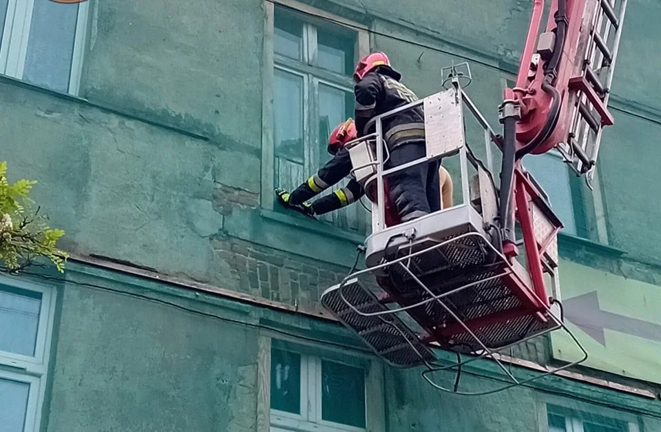 Łódzcy strażacy uratowali... gołębia. Ptak zaplątał się w siatkę zabezpieczającą jednego z budynków przy Rzgowskiej [ZDJĘCIA] - Zdjęcie główne