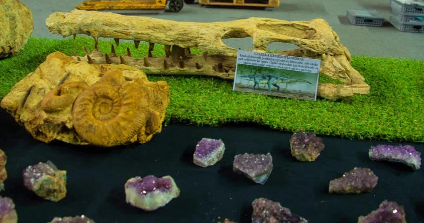 Festiwal biżuterii, minerałów i skamieniałości w Orlen Arenie - Zdjęcie główne