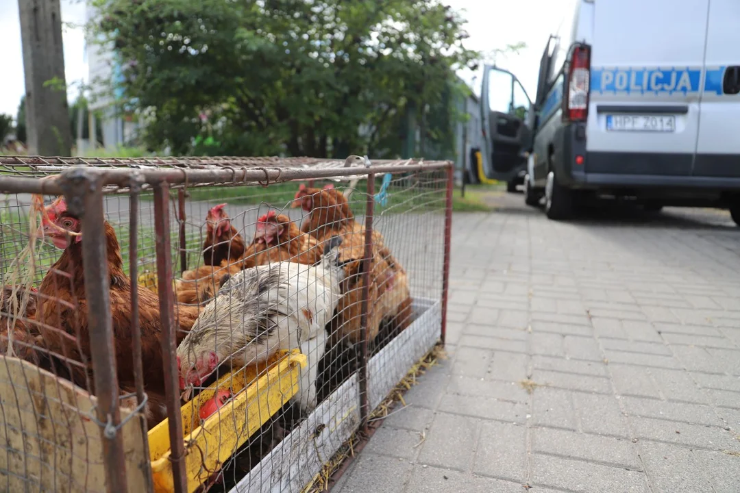 Wzbudzały sensację, wzywano policję. Jaki los spotkał kury z kutnowskiej ulicy? [ZDJĘCIA] - Zdjęcie główne