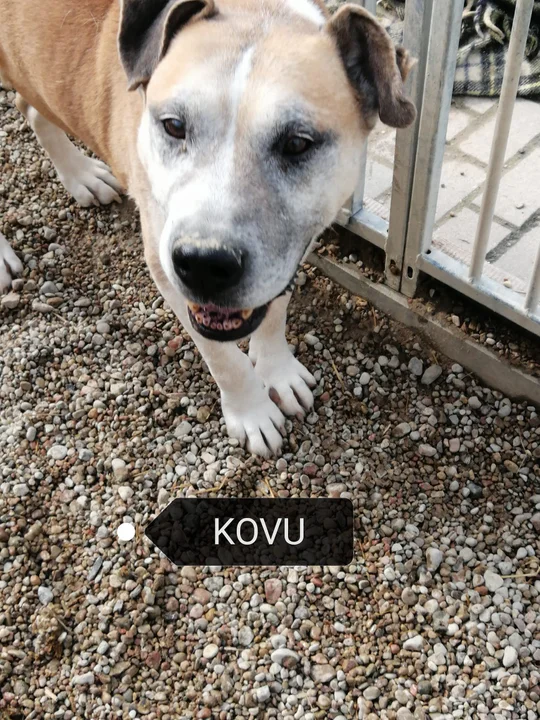 Psy z Kutna czekają na adopcję