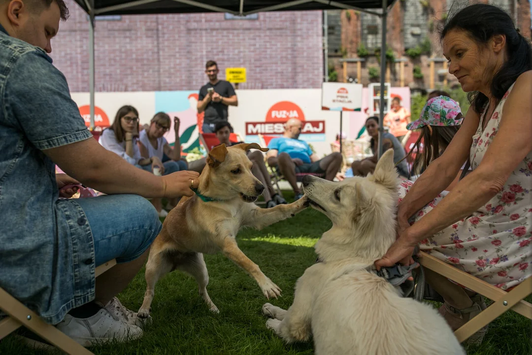 Fuzja poleca się na weekend! Sobota na cztery łapy oraz India Day - Zdjęcie główne