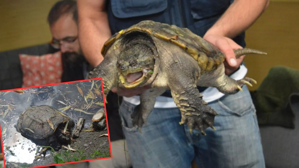 Pamiętacie agresywnego żółwia w kutnowskim parku? Kolejny sukces osób, które go złapały [ZDJĘCIA] - Zdjęcie główne