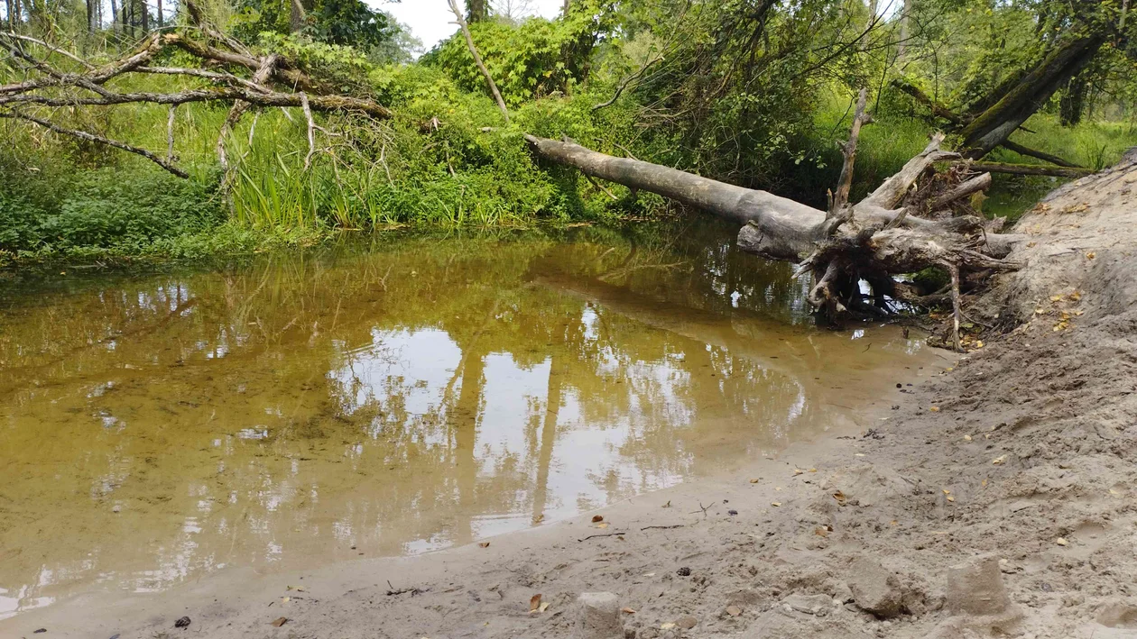 Grabia jest jedną z najpiękniejszych rzek województwa łódzkiego. Dojedziesz tam w pół godziny [ZDJĘCIA] - Zdjęcie główne