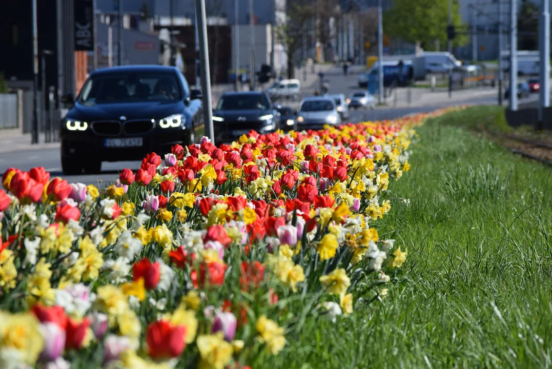 Setki tulipanów zdobią Bałuty. Zobacz zdjęcia - Zdjęcie główne