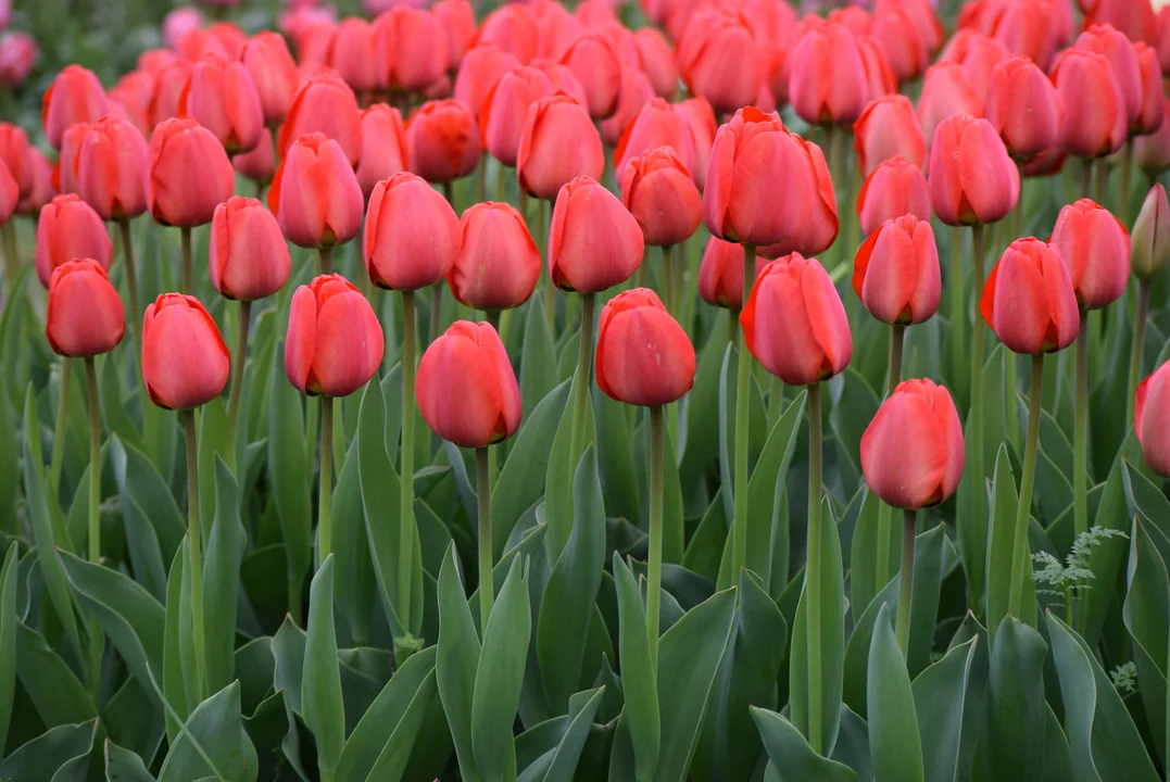 Tulipany w ogrodzie botanicznym
