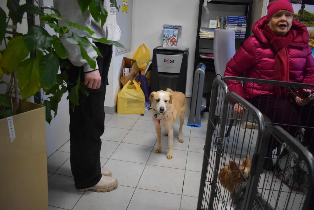Adopcja zwierząt w urzędzie w Aleksandrowie Łódzkim