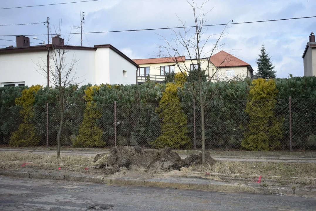 Z ulicy Fijałkowskiego w Zgierzu  znikną drzewa