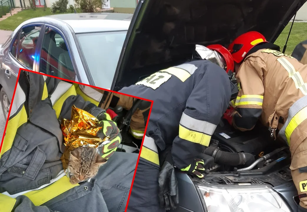 Nietypowa akcja strażaków. Pomogli kotu, który utknął pod maską samochodu [ZDJĘCIA] - Zdjęcie główne