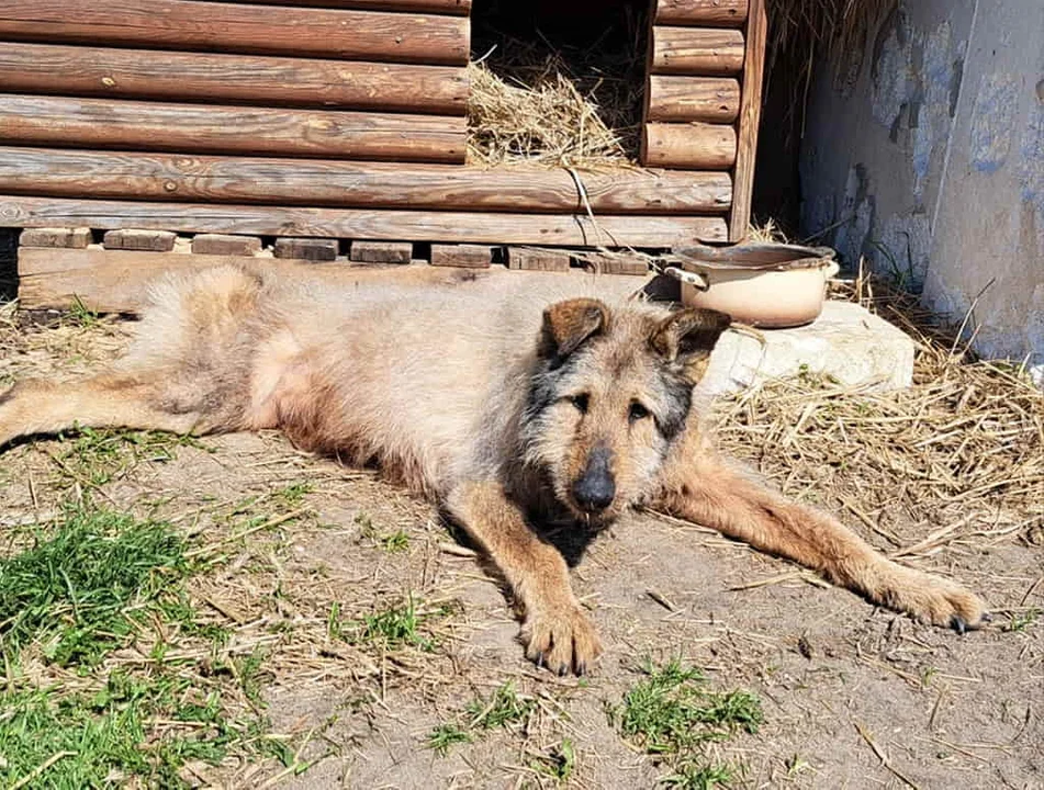 Alf, 22 letni pies odszedł na zawsze. „Szczęśliwe psy, dożywają sędziwego wieku”