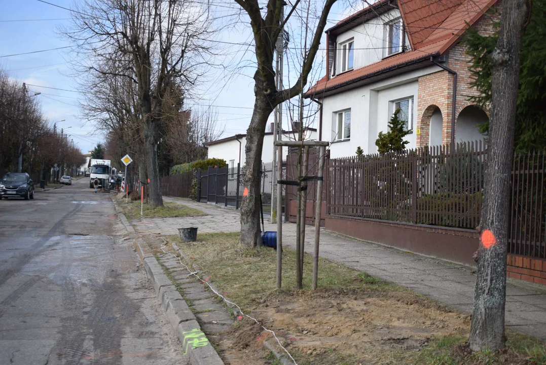Znikną wszystkie drzewa. Remont na ulicy Fijałkowskiego w Zgierzu [ZDJECIA] - Zdjęcie główne