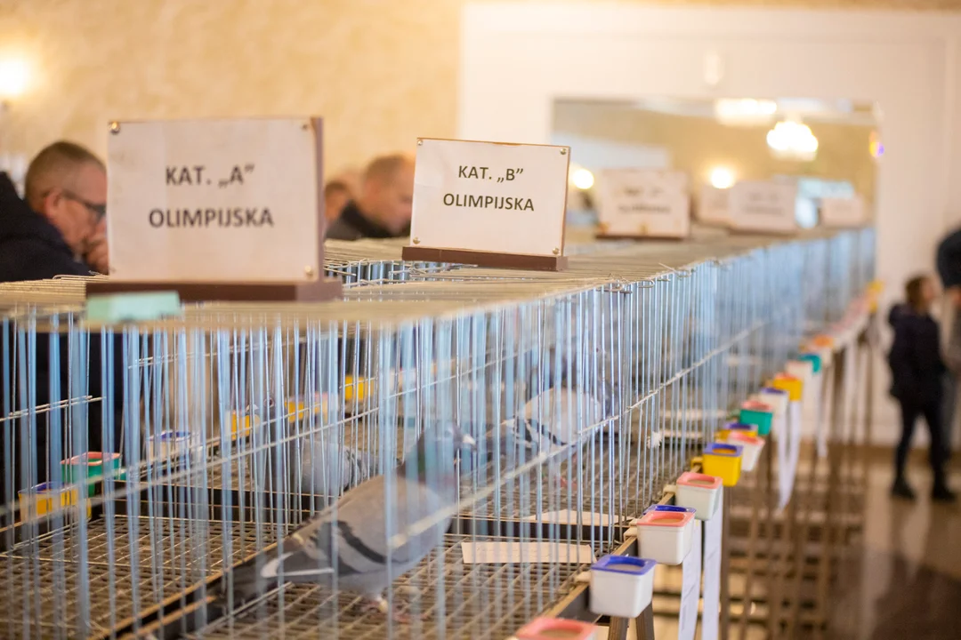 Wystawa gołębi pocztowych Okręgu Płock PZHGP w Kutnie
