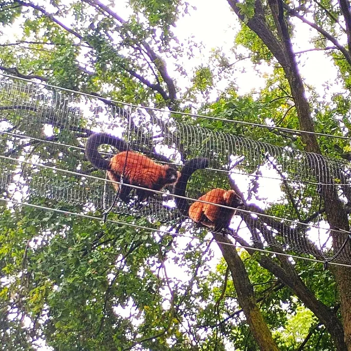 Zamieszkali w pobliskim zoo. Ten gatunek z Madagaskaru zna każde dziecko - Zdjęcie główne